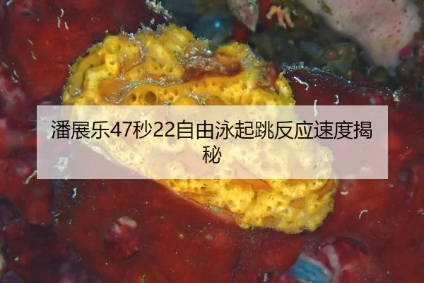 潘展乐47秒22自由泳起跳反应速度揭秘